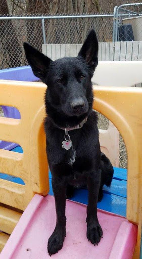 Pet Supply Store «Petco Animal Supplies», reviews and photos, 816 Washington St, Middletown, CT 06457, USA