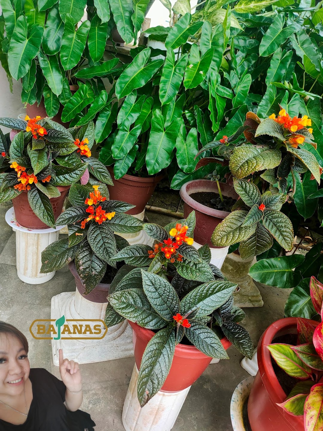 HQ Bajanas Sabah 100baja organic dari tumbuh tumbuhan