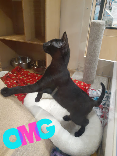 Pet Supply Store «PetSmart», reviews and photos, 1183 Berkshire Blvd, Wyomissing, PA 19610, USA