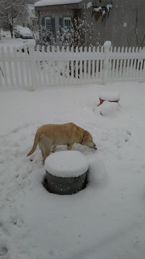 Golf Club «Alling Memorial Golf Course», reviews and photos, 35 Eastern St, New Haven, CT 06513, USA