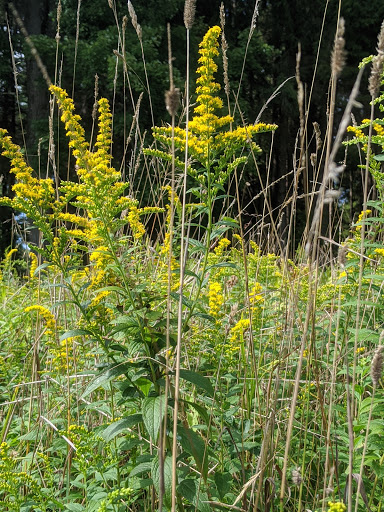 Museum «Dorflinger Glass Museum», reviews and photos, 37 Suydam Dr, White Mills, PA 18473, USA