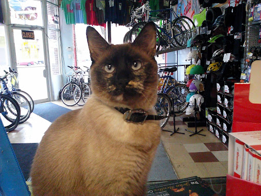 Bicycle Repair Shop «Ciclo Urbano Bike Shop, part of West Town Bikes», reviews and photos, 2459 W Division St, Chicago, IL 60622, USA