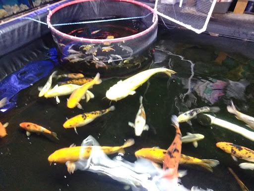 Tropical Fish Store «Wonderland Tropical pets», reviews and photos, 200 W Jefferson Blvd, Dallas, TX 75208, USA