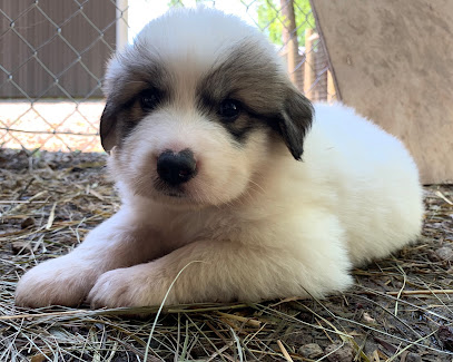 Meadow Acres Great Pyrenees