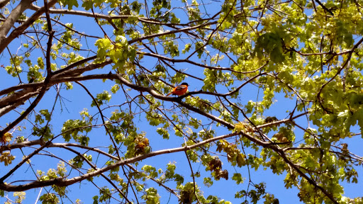 State Park «Bethpage State Park», reviews and photos, 99 Quaker Meeting House Rd, Farmingdale, NY 11735, USA