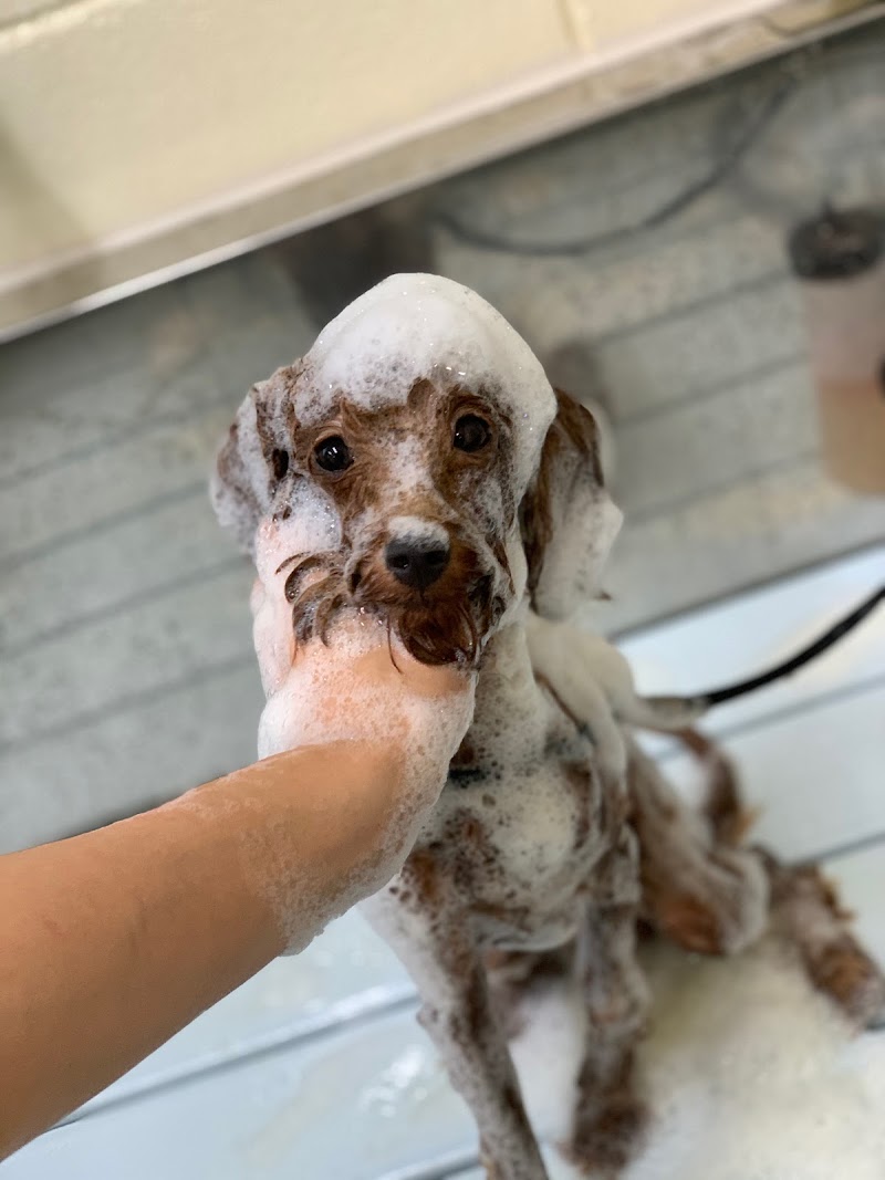 Dog hair Salon hukura