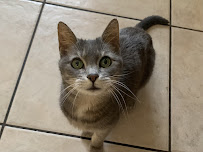 4Paw Sitting LLC - Photo 9 - Car repair in Phoenix, AZ, Phoenix