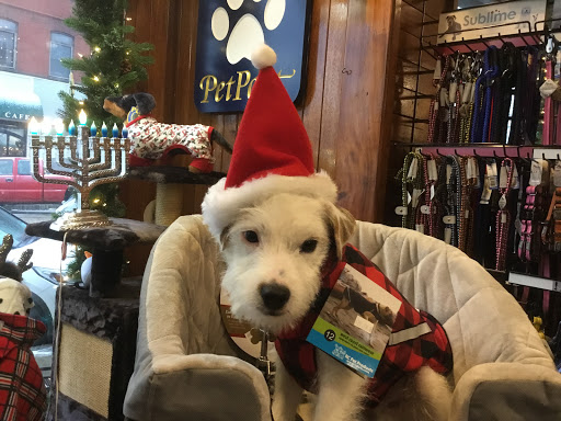 Pet Supply Store «Petport Pet Supply and Grooming Salon», reviews and photos, 40 Main St, Northport, NY 11768, USA