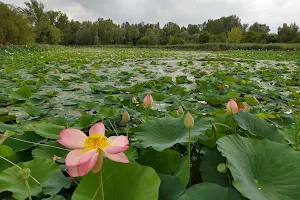Lotus Park image