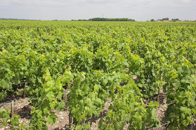 Chateau Labegorce à Margaux-Cantenac