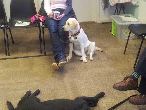 Dog training classes Derby