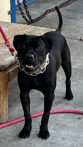 Pet Supply Store «Ace Pet Supply & K-9 Center Inc», reviews and photos, 206 Vanderpool St, Newark, NJ 07114, USA