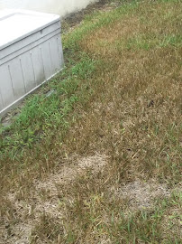 Loyalty Lawn Service and Home Care - Photo 8 - Car repair in Palm Bay, FL, Palm Bay