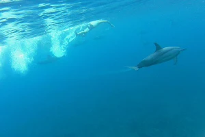 Matteo Mauritius Dolphins Excursions image