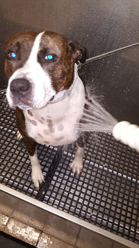 Pet Supply Store «Pet Supplies Plus», reviews and photos, 400 Lowell Ave Suite 14, Haverhill, MA 01832, USA