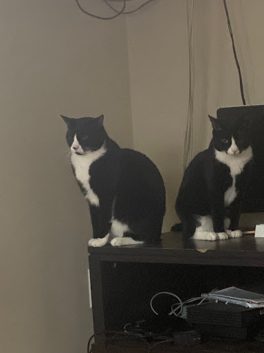 Florist «Green Grove Fruit and Flower», reviews and photos, 1439 Stuyvesant Ave, Union, NJ 07083, USA