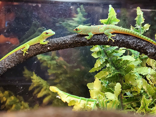 Pet Store «Bluewater Zoo Exotic Aquariums & Reptiles», reviews and photos, 159 Miracle Strip Pkwy SE, Fort Walton Beach, FL 32548, USA