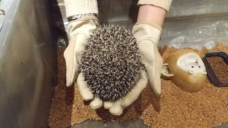 ハリネズミカフェ Harry 横浜中華街店 神奈川県横浜市中区山下町 カフェ 喫茶 ペット グルコミ