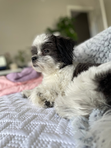 Pet Supply Store «Pet Supplies Plus», reviews and photos, 471 Boston Post Rd, Orange, CT 06477, USA