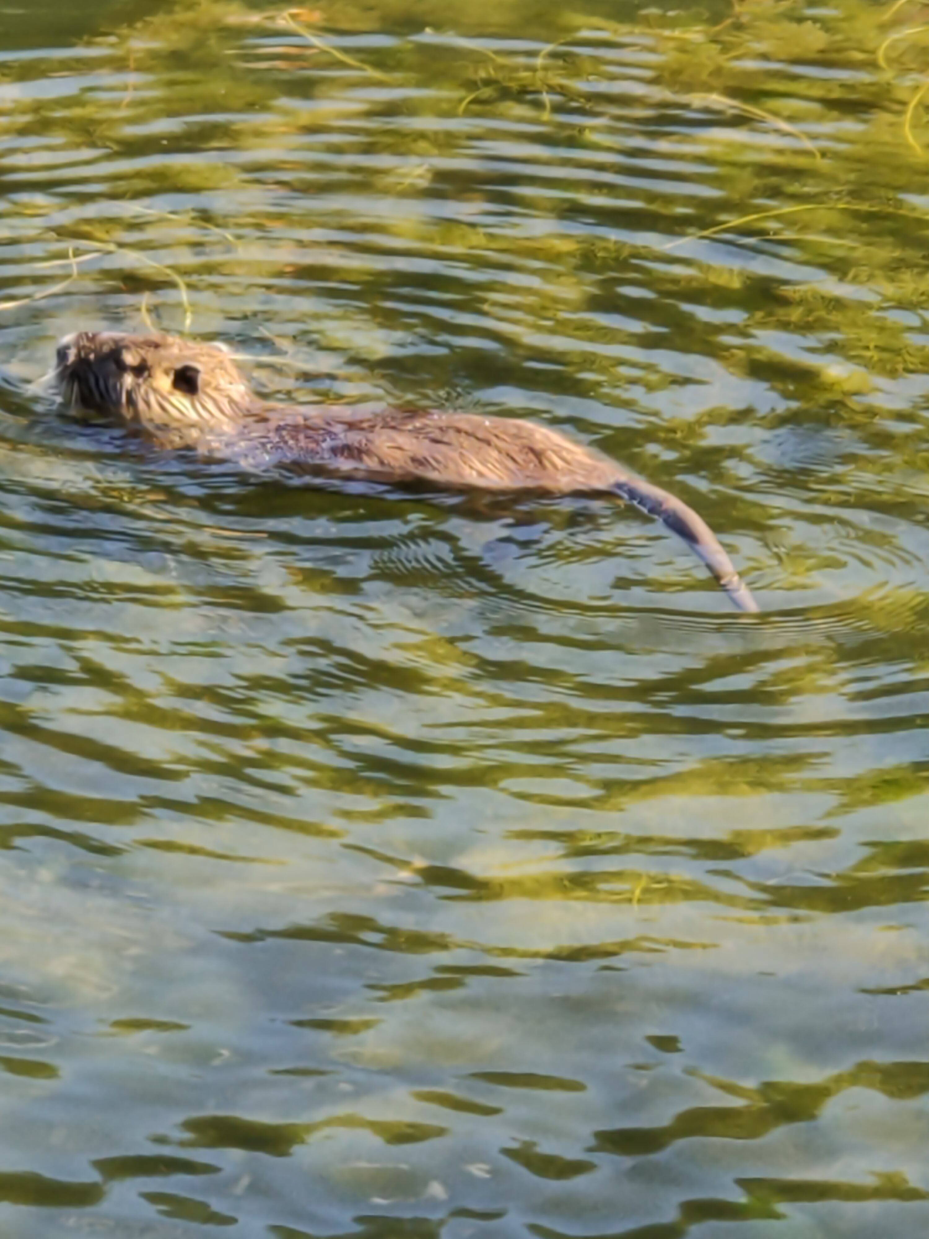 Photo n° 1 de l'avis de Thomas.o fait le 11/07/2020 à 16:51