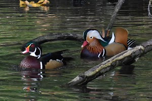 Canby Pond - photo 10