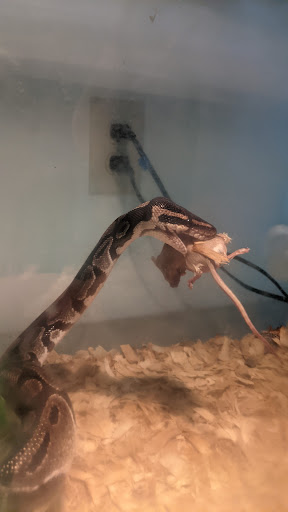 Pet Store «Petland», reviews and photos, 5470 Dixie Hwy, Fairfield, OH 45014, USA