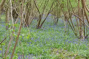 Lower Woods Nature Reserve image