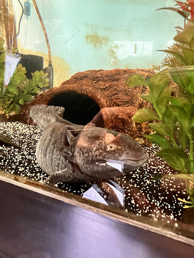 Explore cystic fibrosis tattoos idea, creative tattoo ideas in New Castle, available at Underdogs Tattoo Gallery