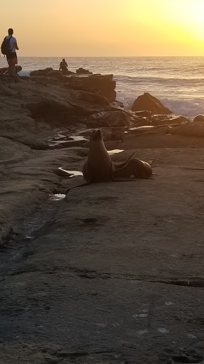 Gift Shop «The Cave Store», reviews and photos, 1325 Coast Blvd, La Jolla, CA 92037, USA