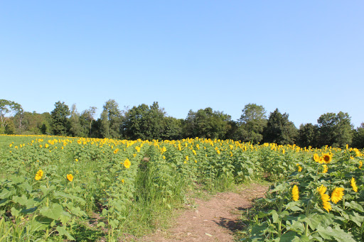 Tourist Attraction «Sussex County Sunflower Maze», reviews and photos, 101 Co Rd 645, Sandyston, NJ 07826, USA