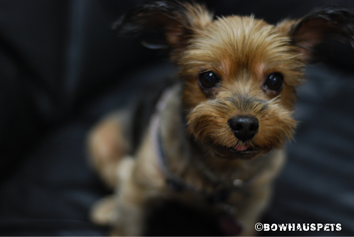 Dog Day Care Center «The Bowhaus Pet Company», reviews and photos, 2472 E Colorado Blvd, Pasadena, CA 91107, USA