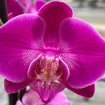 Photo n°29 de l'avis de Frank.a fait le 24/04/2022 à 13:35 sur le  Gartencenter Rosengut Langerwisch GmbH&Co.KG à Michendorf