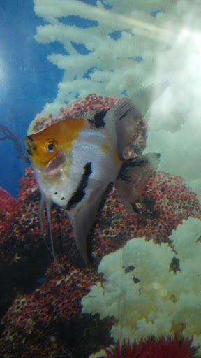 Pet Supply Store «Petco Animal Supplies», reviews and photos, 416 Eisenhower Dr, Hanover, PA 17331, USA