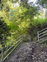 岩水のオガタマノキ