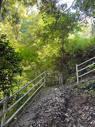 岩水のオガタマノキ