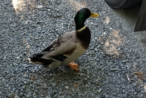 Hobby Store «ETS Hobby Shop», reviews and photos, 215 S Main St, Edinburg, VA 22824, USA