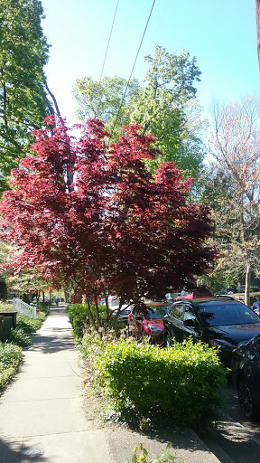 Park «Willow Park», reviews and photos, 1402 Willow Ave, Louisville, KY 40204, USA