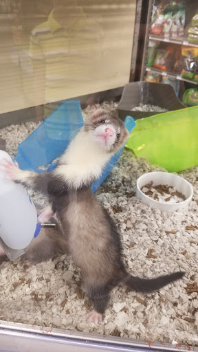 Pet Supply Store «Petco Animal Supplies», reviews and photos, 9350 US 49 a, Gulfport, MS 39503, USA