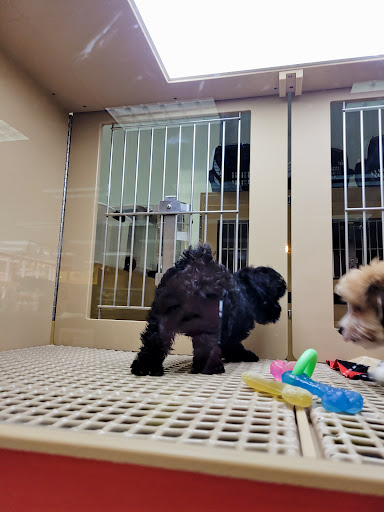 Pet Supply Store «Petland Dallas», reviews and photos, 11909 Preston Rd, Dallas, TX 75230, USA