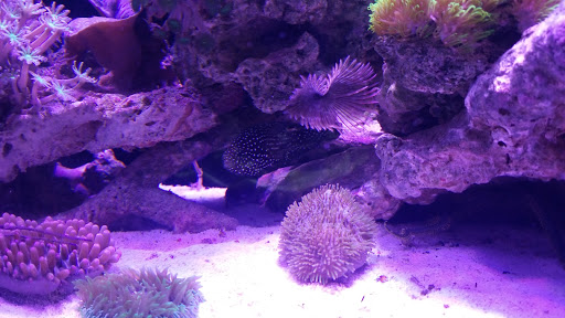 Tropical Fish Store «Kissena Aquarium Inc», reviews and photos, 4630 Kissena Blvd, Flushing, NY 11355, USA