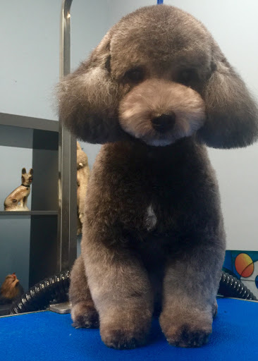 Pet Store «Doggy Dog World Inc», reviews and photos, 2552 Coney Island Ave, Brooklyn, NY 11223, USA