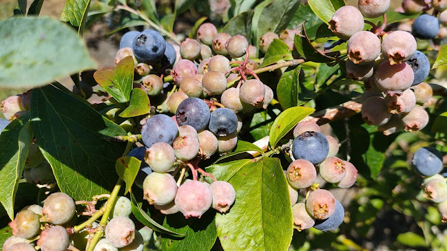 Pokeno Blueberries