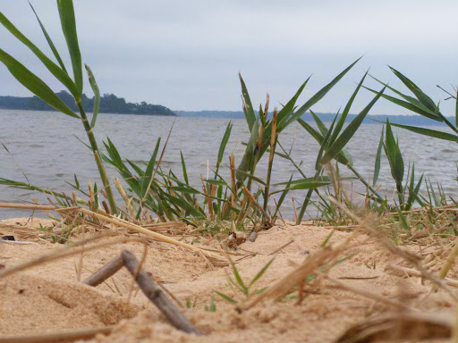 State Park «Hammerman Area Beach», reviews and photos, 7200 Graces Quarters Road, Middle River, MD 21220, USA
