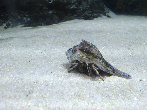 Aquarium «North Carolina Aquarium at Pine Knoll Shores», reviews and photos, 1 Roosevelt Blvd, Pine Knoll Shores, NC 28512, USA
