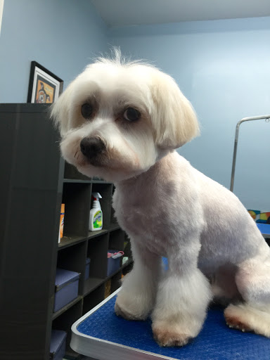 Pet Store «Doggy Dog World Inc», reviews and photos, 2552 Coney Island Ave, Brooklyn, NY 11223, USA