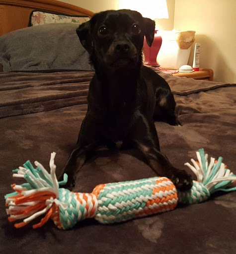 Pet Supply Store «Pet Evolution - Pet Food | Dog Wash | Grooming», reviews and photos, 429 Commerce Dr, Woodbury, MN 55125, USA