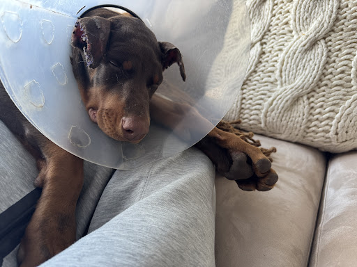 Paws Purrs & Exotics Animal Hospital image