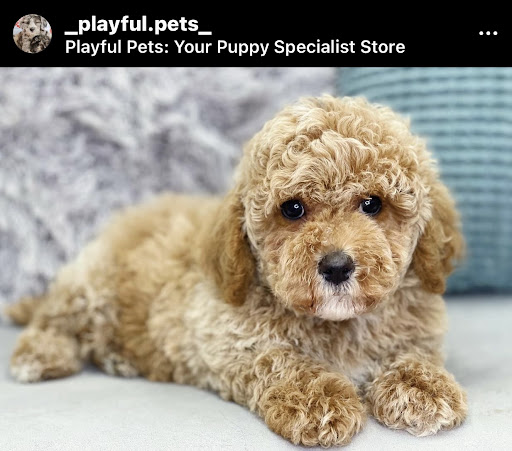 Dog Breeder «Playful Pets», reviews and photos, 115 Ridge Pike, Conshohocken, PA 19428, USA