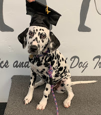 Jackie's Basics and Beyond Dog Training - Photo 9 - Car repair in Cary, NC, Cary