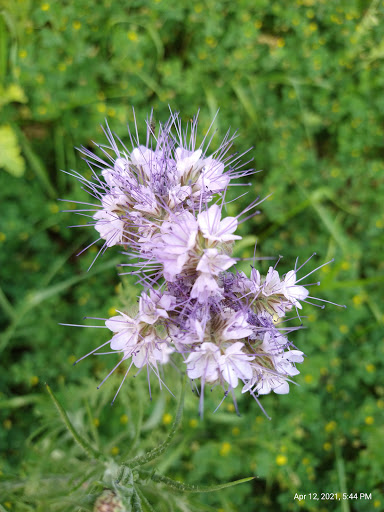 Park «Howard Moore Park», reviews and photos, 2000 Bever Blvd, Arlington, TX 76013, USA